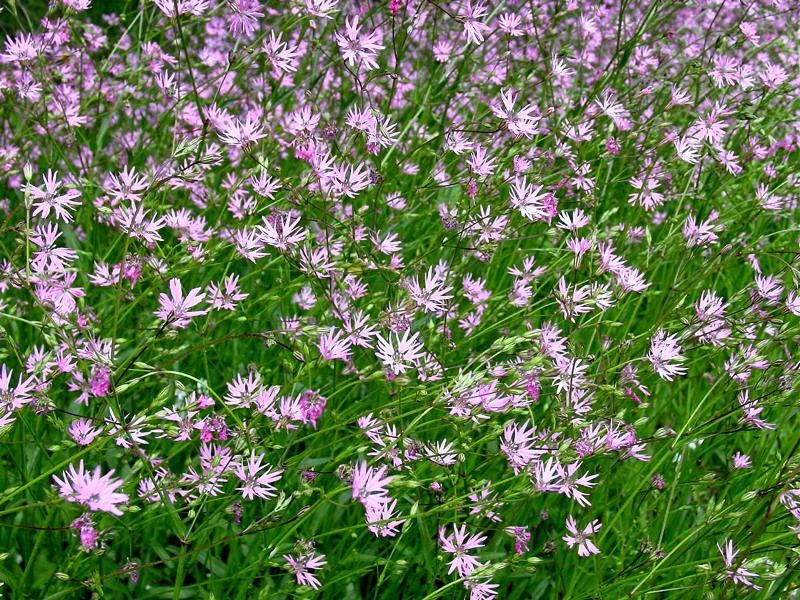 Famiglia CARYOPHYLLACEAE